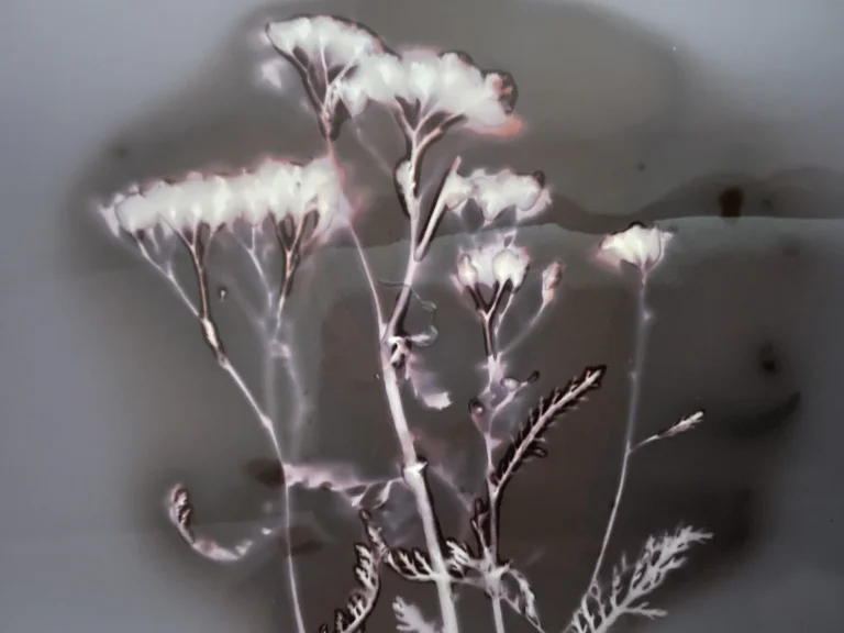 ein Phytogramm einer Pflanze